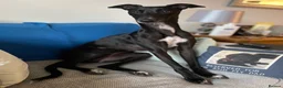 Whippet dogs for sale: 3 year old whippet - Advert 4