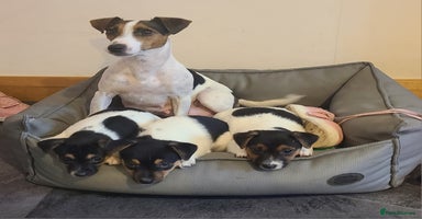 Jack Russell dogs - Advert 15