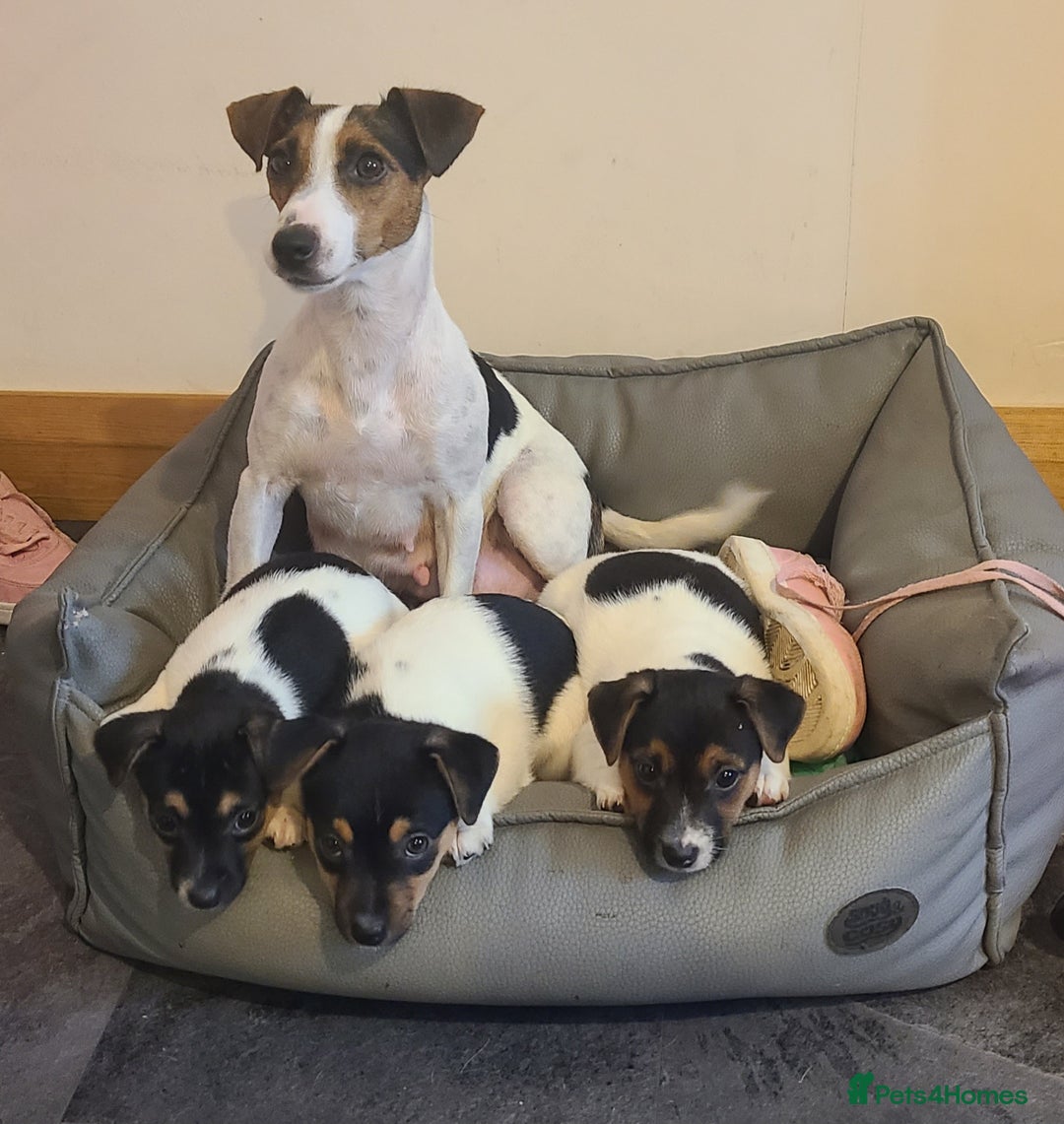 Jack Russell dogs for sale: Jack Russell Puppies - Image 2