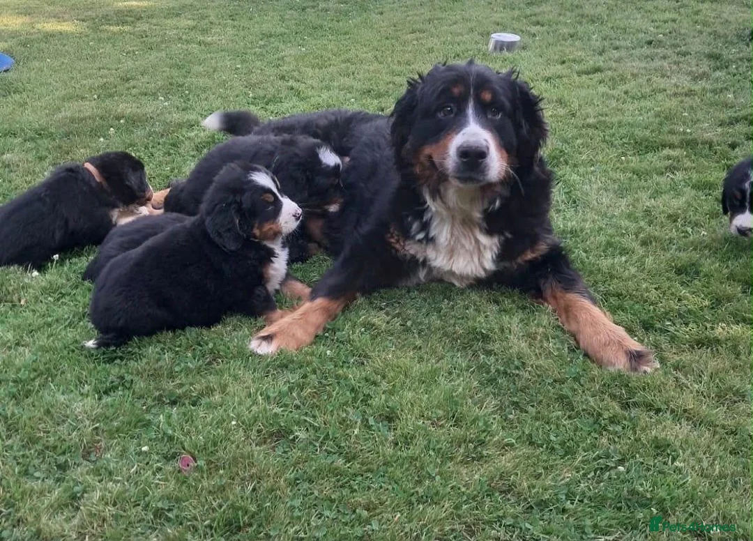 Bernese Mountain Dog dogs for sale: Re-homing female bernese mountain puppy - Advert 1