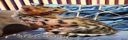 Savannah cats for sale: Proven stud and Young adult F3 female on active re - Advert 10