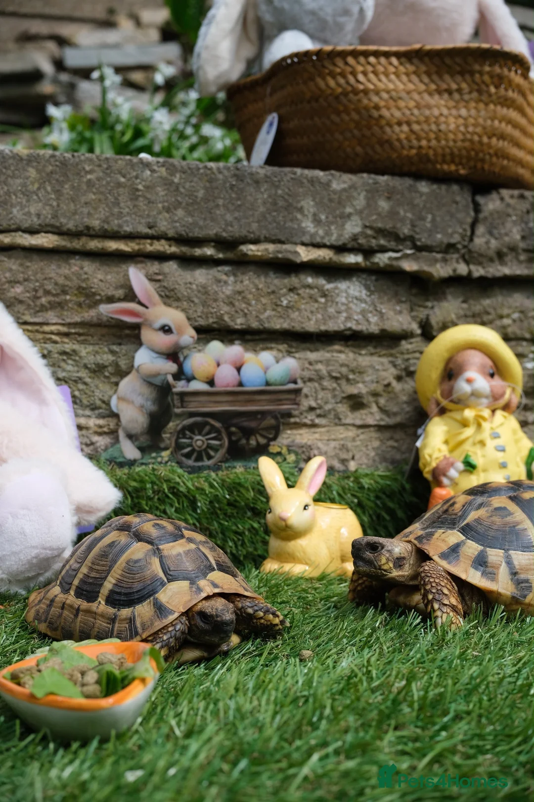 Hermann Tortoise reptiles for sale: Pair of Hermann's Tortoises with Complete Setup - Advert 1