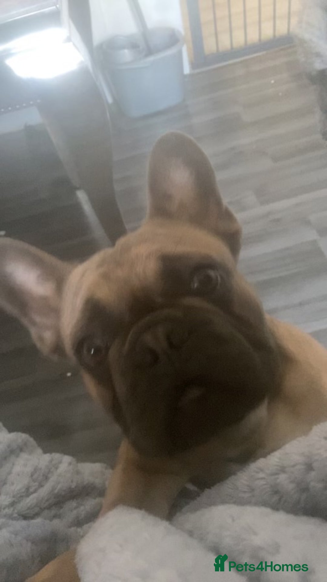 French Bulldog dogs for sale: prince - Image 4