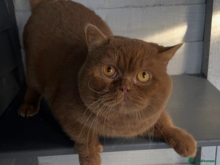 British Shorthair cats 🔥🐻 GCCF TICA CINNAMON TEDDY BEAR FOR STUD🔥 in Derby - Advert 19