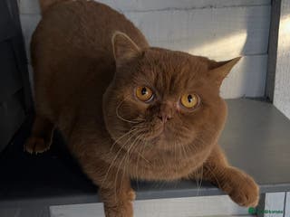 British Shorthair cats 🔥🐻 GCCF TICA CINNAMON TEDDY BEAR FOR STUD🔥 in Derby - Advert 3