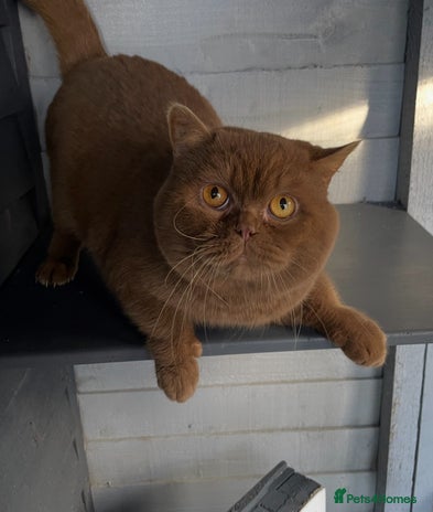British Shorthair cats 🔥🐻 GCCF TICA CINNAMON TEDDY BEAR FOR STUD🔥 in Derby - Advert 8