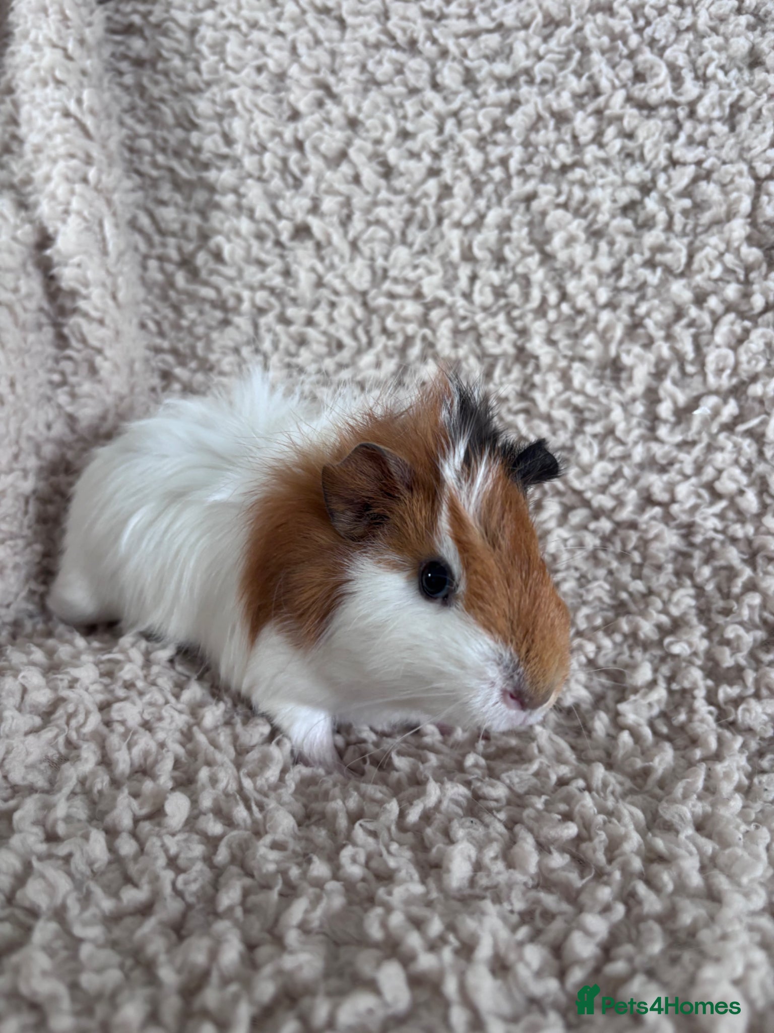 Guinea Pig rodents for sale: One Female Guinea pig  in Mansfield - Advert 6