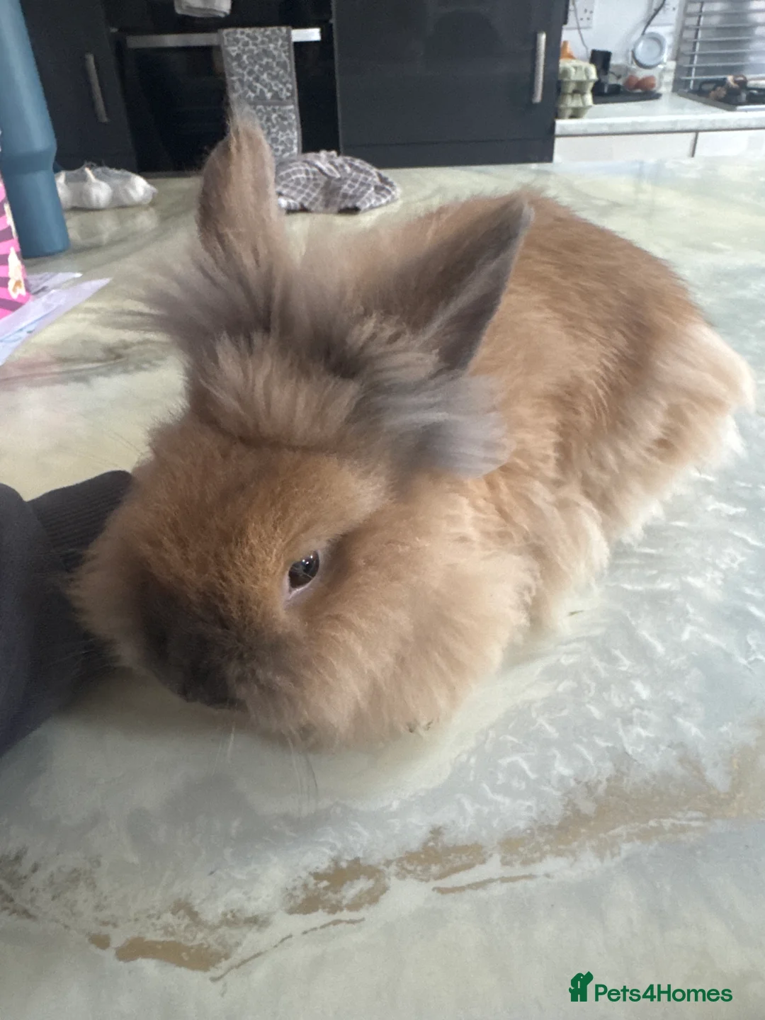Lionhead rabbits for sale: Lion haired male rabbit  in Rugby - Advert 2