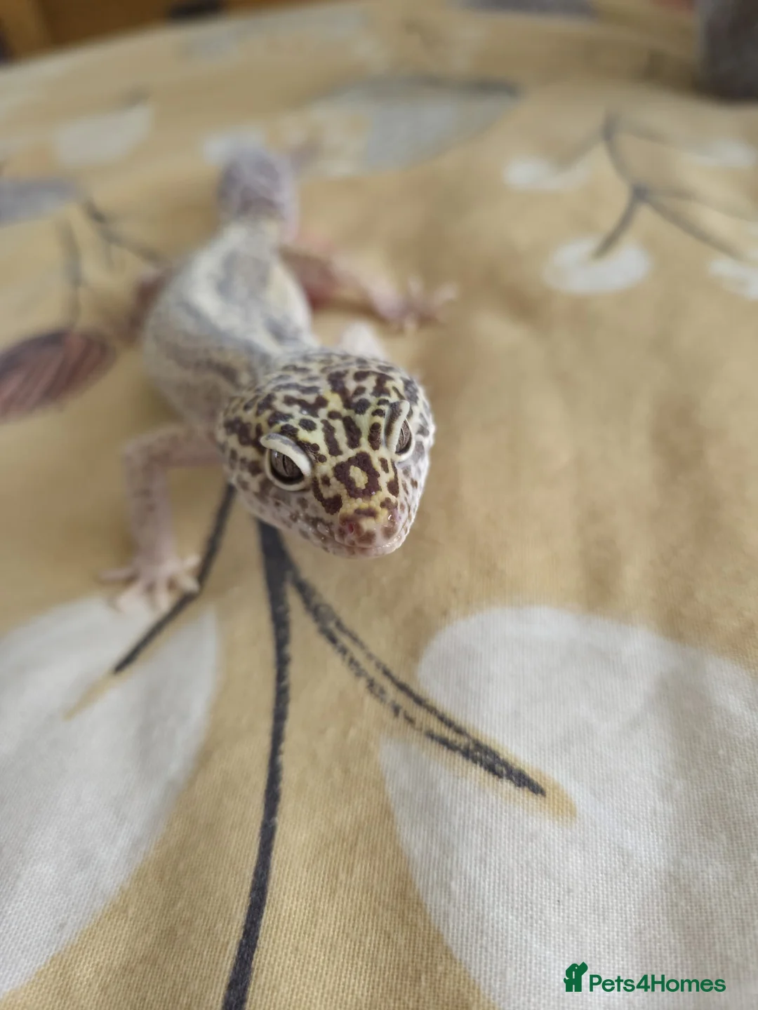 Leopard Gecko reptiles for sale: Leopard Geco  in Bournemouth - Advert 6