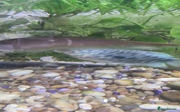 Gouramis fish for sale: Gourami catfish knife gish - Image 6