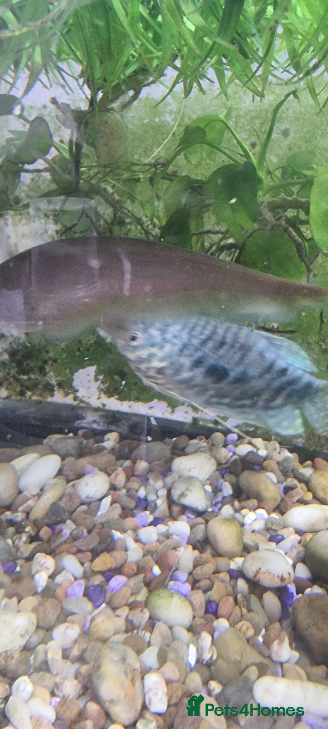 Gouramis fish for sale: Gourami catfish knife gish - Image 6