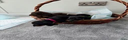 Miniature Dachshund dogs for sale: Miniature dachshund’s from health tested parents - Advert 19