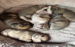 French Bulldog dogs for sale: Litter of mixed colour French bulldog puppies  - Advert 16