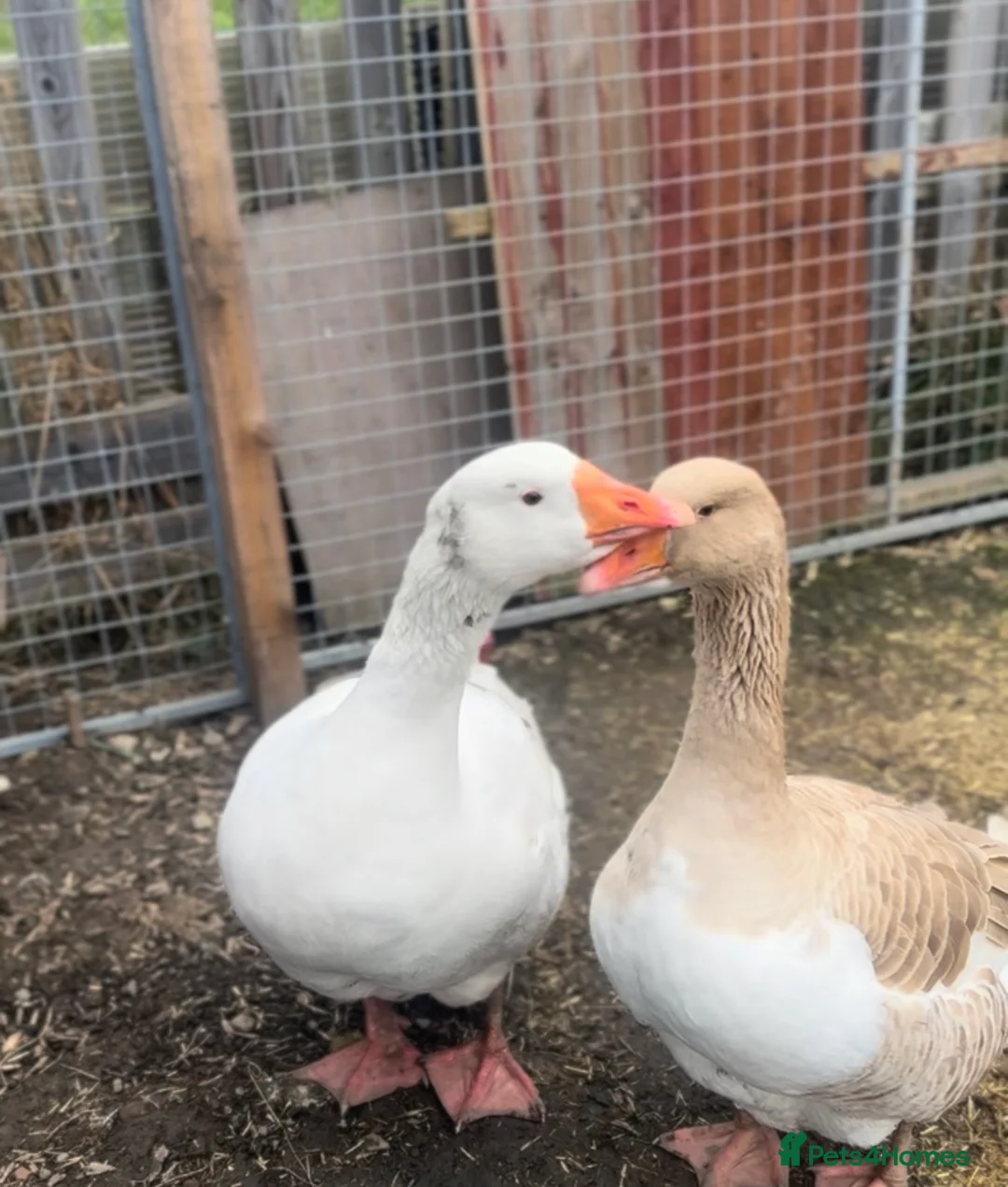 Geese poultry for sale: Male and female goose for sale  - Advert 1