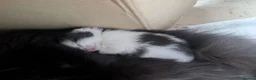 Mixed Breed cats for sale: Queen's 3 little biscuits  - Advert 9