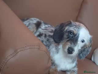 Mixed Breed dogs for sale - Advert 1