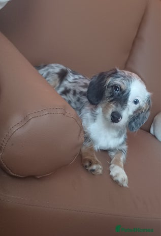 Mixed Breed dogs - Advert 3