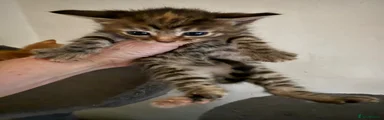 Maine Coon Kitten 2
