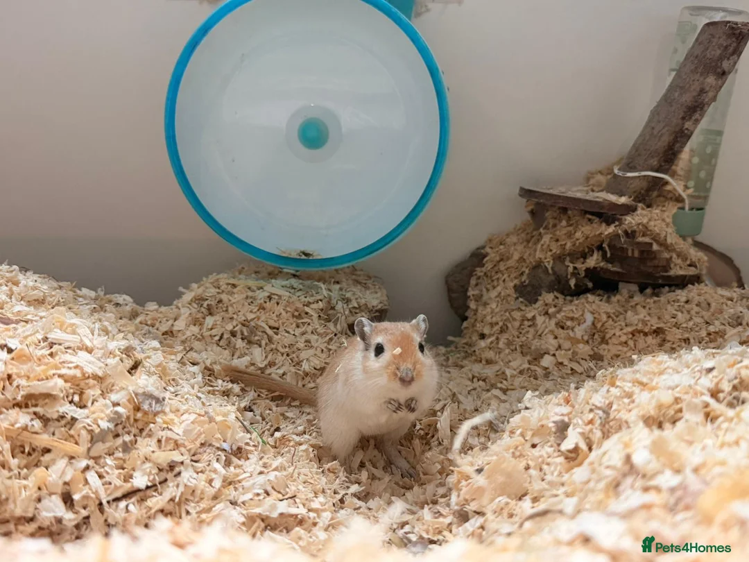 Gerbil rodents for sale: Friendly Young Male Gerbil – Around 4 Months Old - Advert 2