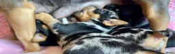 Jack Russell dogs for sale: Exquisite Rare Merle & black & tan - Advert 22
