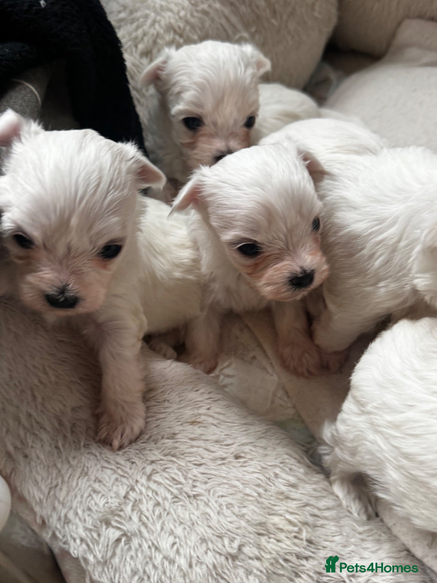 Maltese dogs Maltese Puppies - Advert 6