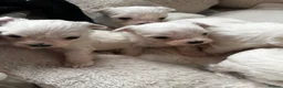 Maltese dogs for sale: Maltese Puppies - Advert 12