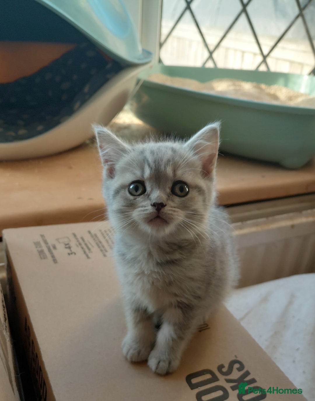 British Shorthair cats for sale: Beautiful pedigree british shorthair kittens - Image 2