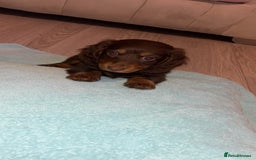 Dachshund dogs for sale: Mini long and smooth hair dachshund puppies  - Image 18