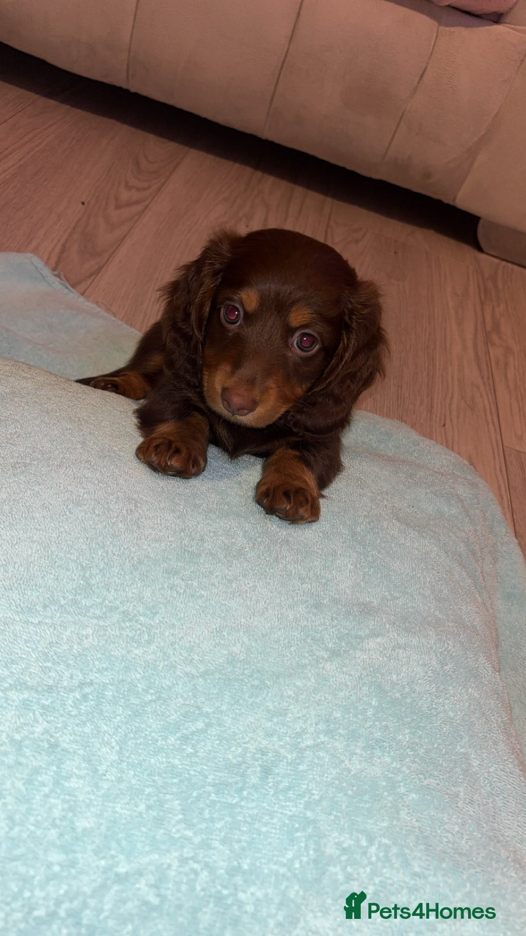 Dachshund dogs for sale: Mini long and smooth hair dachshund puppies  - Image 18