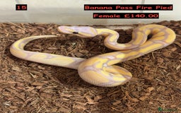 Python Snake reptiles for sale: Baby Ball Python's - Advert 15