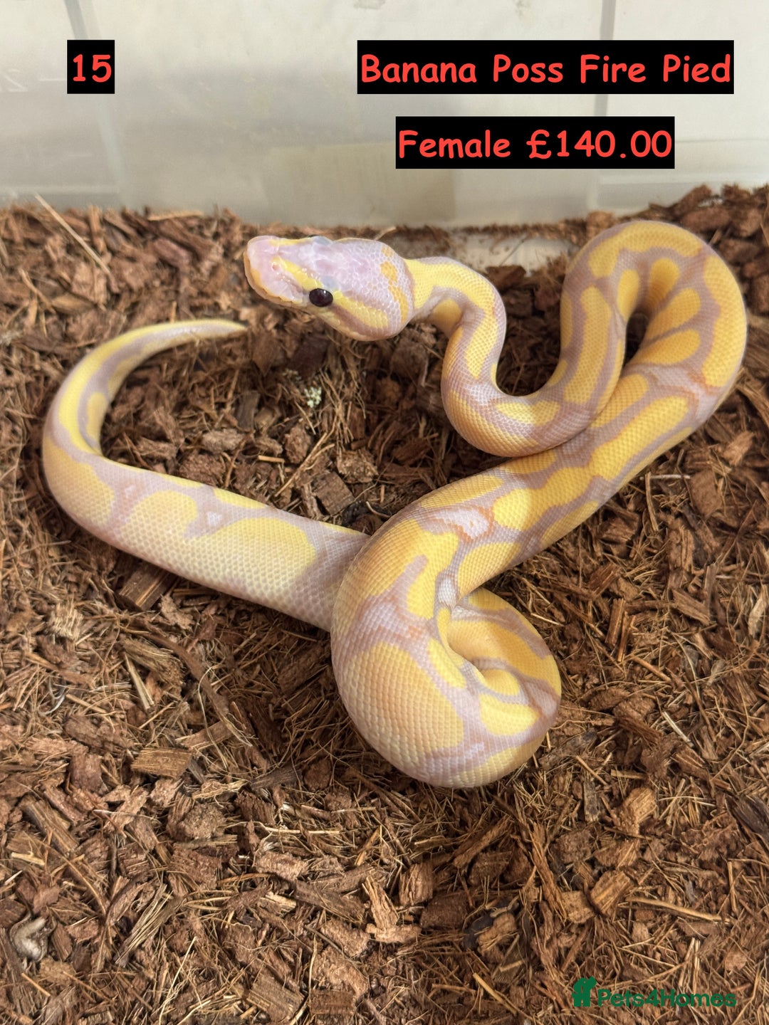 Python Snake reptiles for sale: Baby Ball Python's - Advert 15