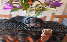 Cocker Spaniel dogs for sale: Outstanding Working Cockers  - Image 6