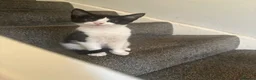 Mixed Breed cats for sale: Beautiful kittens  in Leeds - Advert 6