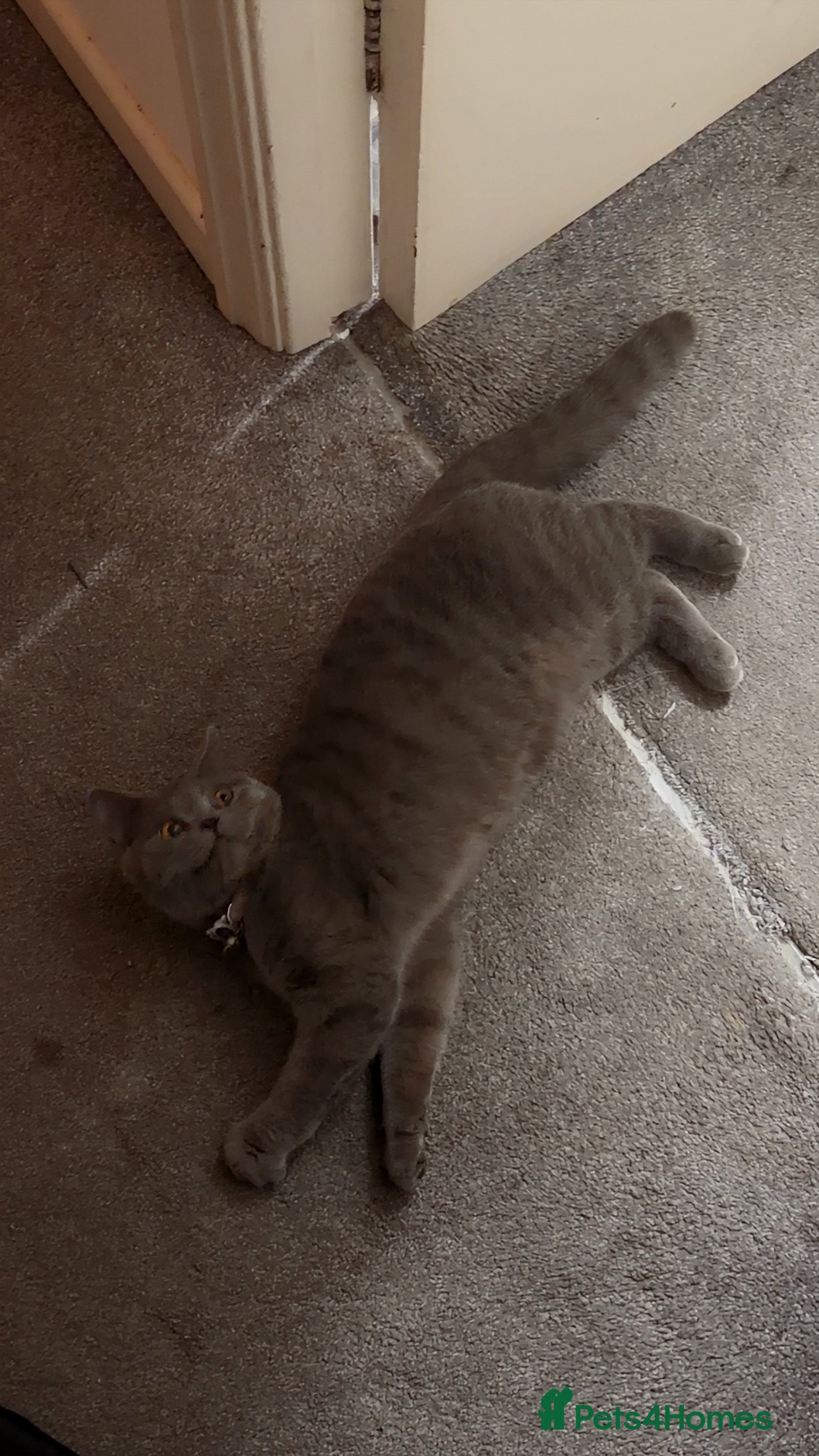 British Shorthair cats Moon  in London - Advert 1