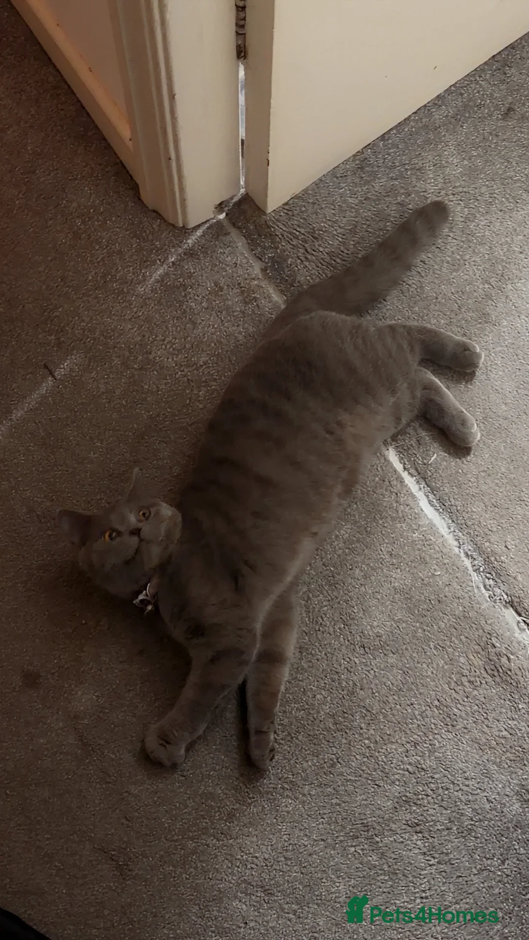 British Shorthair cats for sale: Moon  in London - Advert 1