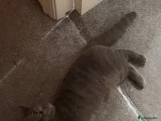 British Shorthair cats Moon in London - Advert 1