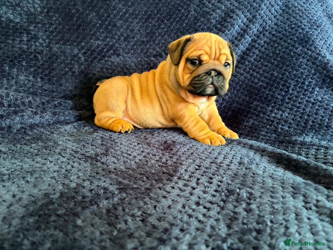 English Bulldog dogs for sale: Quality English bulldogs  - Advert 1