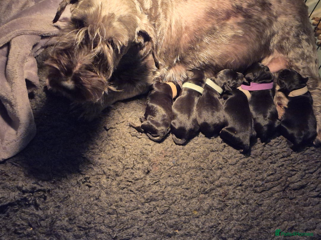 Cesky Terrier dogs for sale: CESKY TERRIER PUPPIES. advance notice - Advert 22