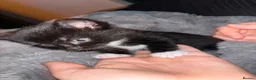 Mixed Breed cats for sale: Beautiful little Gizmo(Gizzy) kitten in Hayling Island - Advert 9
