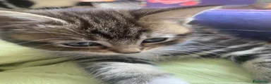 Maine Coon 1