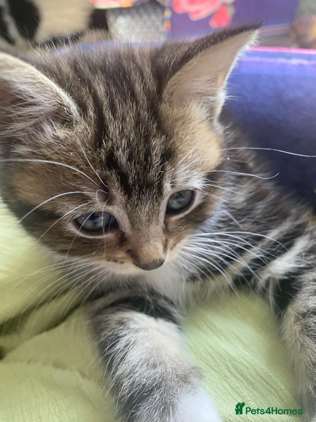 Maine Coon cats for sale: Miss Alison Clark - Advert 2