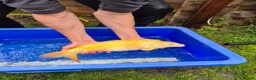 Koi Carp fish for sale: Pond closure - Advert 22