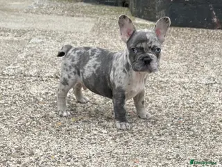 French Bulldog dogs Reggie last beautiful French bulldog male puppy - Advert 9