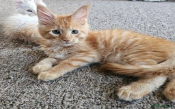 Maine Coon cats for sale: Looking for Special needs homes  - Image 2
