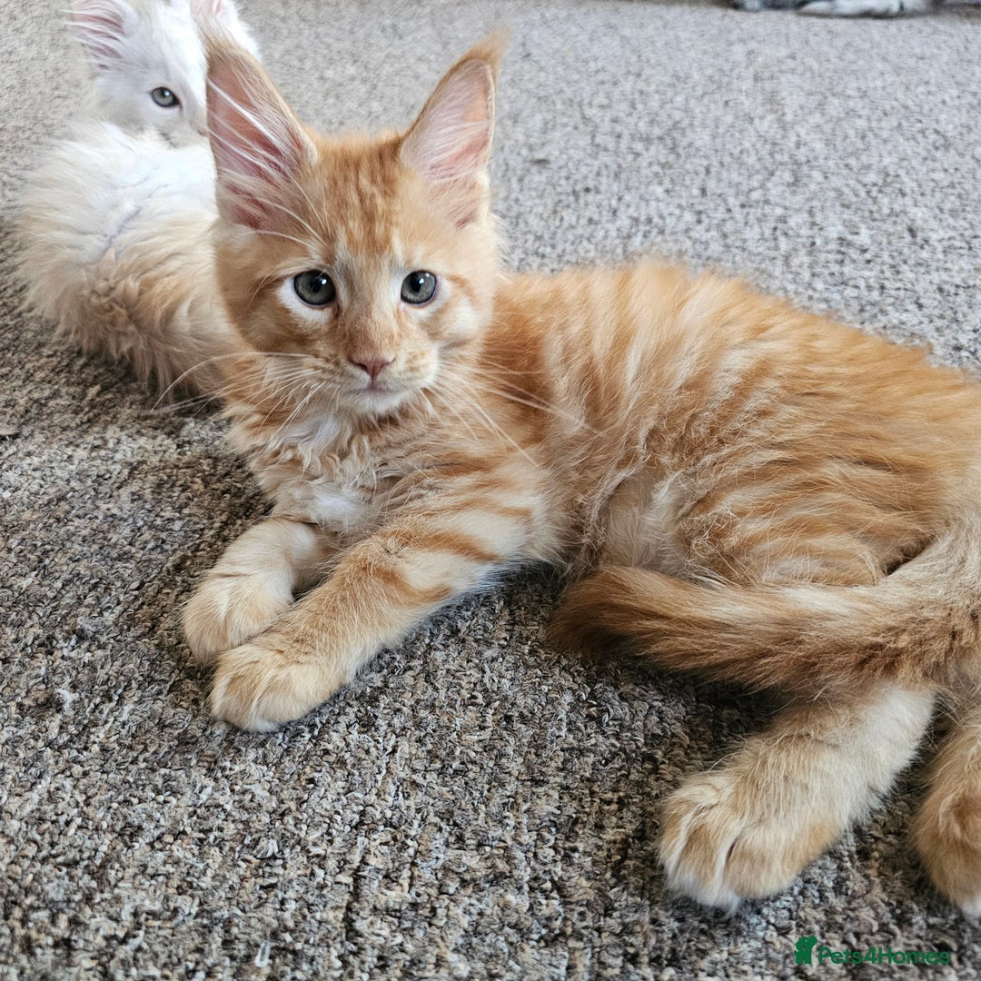 Maine Coon cats for sale: Looking for Special needs homes  - Image 2