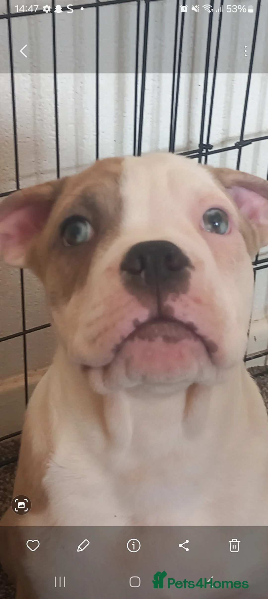 Mixed Breed dogs for sale: Tri pearl meral old tyme bulldog  cross staffy pup - Advert 2