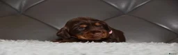 Cocker Spaniel dogs for sale: Kc Reg Show Type Cocker Spaniel  Health Tested - Advert 2