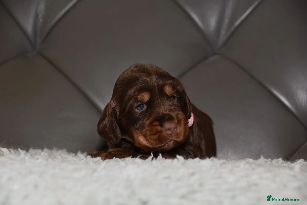 Cocker Spaniel dogs for sale: Kc Reg Show Type Cocker Spaniel  Health Tested - Advert 2