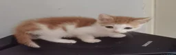 Mixed Breed cats for sale: Gorgeous Ginger and Tabby kittens - Advert 15