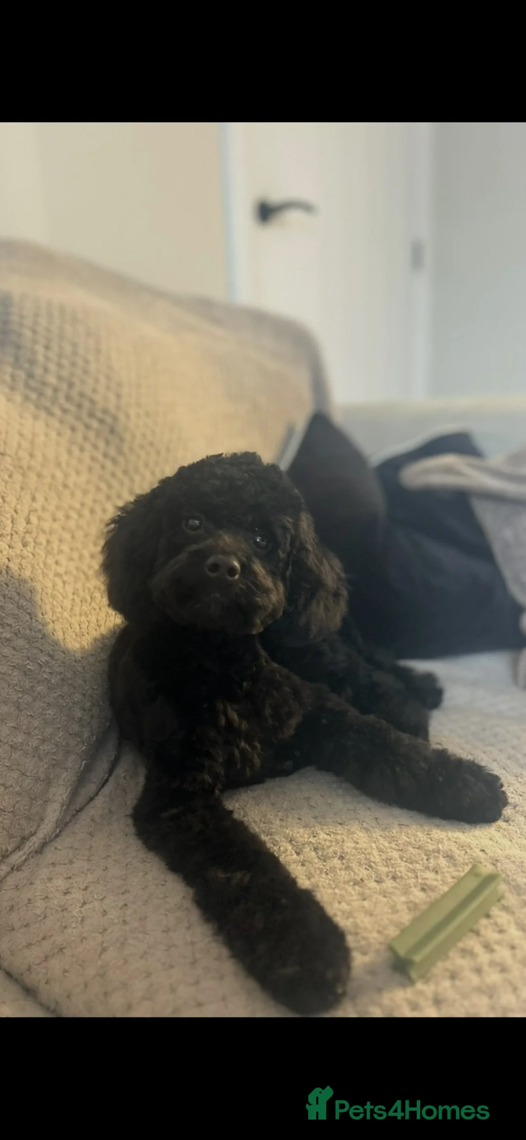 Cavapoo dogs for sale: Cavapoo  in Halifax - Advert 4